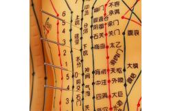 China Acupuncture Needles Practice Model For Safe And Precise Training supplier