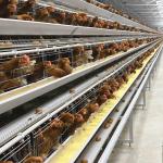 Egg Broiler Chicken Battery Cage System Fully Automatic Feeding System 65 X 60 X 50 Cm for sale