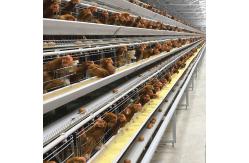 China Galvanized SGS Egg Layer Chicken Hens Cages 430 X 410 X 410 Mm supplier