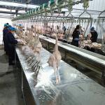 3000Birds / H Poultry Chicken Slaughter Line House 380V Stainless Steel for sale
