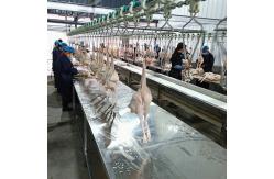 China Halal Poultry Automatic Chicken Slaughtering Machine 300BPH To 10000BPH supplier