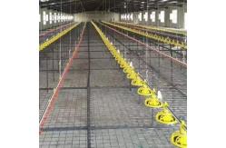 China 66kg Galvanized Chicken Feeder supplier