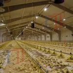Q235B Q355B Steel Structure Chicken House , Economical Prefab Steel Structure Building for sale