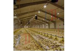 China Q235B Q355B Steel Structure Chicken House , Economical Prefab Steel Structure Building supplier