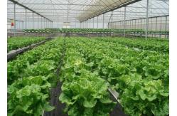 China UV Enhanced Nutrient Film Technique For Leafy Greens Prevent Plant Diseases supplier