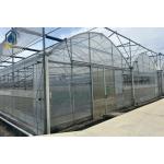 Multi Span Greenhouse System For Tomatoes And Peppers Maximize Crop Yield for sale