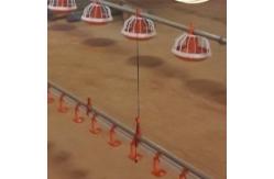 China Duck Layer Hens Chicken Shed Broiler Poultry Equipment supplier