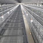Enriched 3-8 Tiers Baby Chick Cage For Day Old Layer Chicks