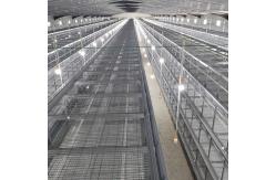 China Enriched 3-8 Tiers Baby Chick Cage For Day Old Layer Chicks supplier