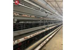 China Animal Coop Chicken Layer Cage Customized Scheme Feeding Egg Equipment supplier