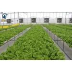 NFT Hydroponic Lettuce Grow Hydroponic System With Vegetable Hydroponic Tubes for sale