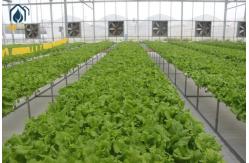 China NFT Hydroponic Lettuce Grow Hydroponic System With Vegetable Hydroponic Tubes supplier