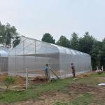 UV Film Agriculture Top Vent Tunnel Plastic Greenhouse Single Span Customized for sale