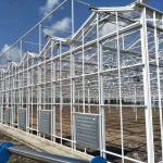 Multi Span Steel Structure Venlo Glass Greenhouse Fiberglass Covering 1000m2 for sale