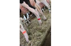 China High Quality Cow Leg Velcro Band Hook Loop Strap 15*180mm Customizable supplier