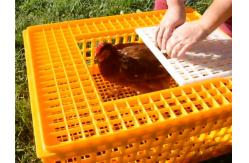 China Live 12.25 Inch PE Duck Transport Crates For Chickens supplier