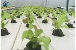 China PVC Hydroponic Growing System NFT Pipes For Greenhouse Leafy Vegetables Planting supplier