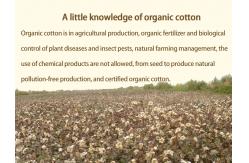 China To sample processing custom GOTS organic cotton baby socks, children socks supplier