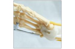 China Upper Limb Bone Human Joints Model Nerve Ligaments In Muscle PVC Material supplier