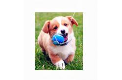 China spring dog collar taylor hill the perfect plastic backgrounds supplier