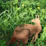 Corten Steel Yard Metal Embellishments Opossum Shape Easy To Install