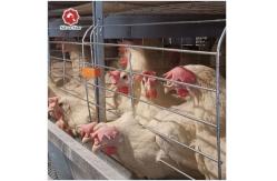 China Automatic Hot Galvanized Layer Chicken Cage System 4 Birds Per Cell supplier