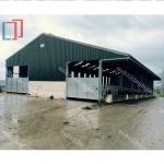 Ventilation Steel Structure Cow Shed , Durable Steel Livestock Shelter For Dairy Farm for sale
