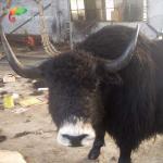 Customized Lifelike Animatronics Robotic Animal Wild Yak Replications For Exhibition