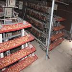 4 Layers 2mm Battery Cage Poultry Egg Collection System ISO9001 Certificated for sale