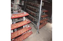 China 2pc/Layer HDG Poultry Egg Collection System Automatic 4m/Min Speed supplier