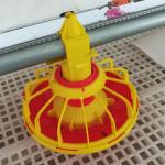 4pan/3m Poultry Raising Equipment for sale