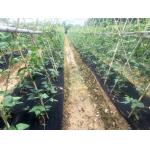 Vegetable Garden Agricultural Weed Block Fabric Black Plastic Ground Cover for sale