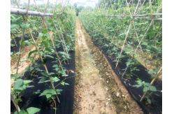 China Vegetable Garden Agricultural Weed Block Fabric Black Plastic Ground Cover supplier