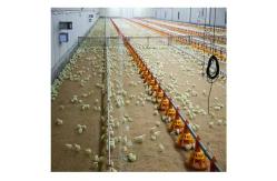 China Customized Steel Structure Chicken House Industrial Weather Resistant supplier