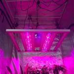 LM301H Osram 660nm Full Spectrum Led Growth Light for Indoor Garden