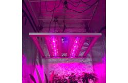 China LM301H Osram 660nm Full Spectrum Led Growth Light for Indoor Garden supplier