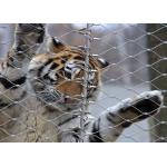 Monkey Tiger Zoo 1.2mm 7 X 7 Animal Enclosure Mesh for sale