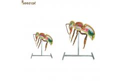 China Apiculture Tools Beekeeping Equipment 60cm 110cm Height bee anatomy model supplier