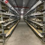 195x41x41cm 90, 120 Birds Layer Chicken Cage Poultry Farming Equipment for sale