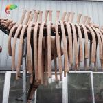 weather reistance Real Size Replica Animal Skeletons Mammuthus Model