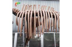 China weather reistance Real Size Replica Animal Skeletons Mammuthus Model supplier