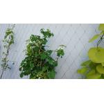 Smooth Surface Stainless Steel 316 Wire Rope Mesh For Plant climbing
