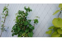 China Smooth Surface Stainless Steel 316 Wire Rope Mesh For Plant climbing supplier