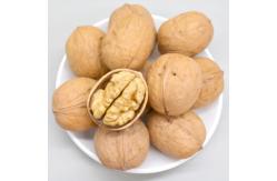 China Walnut Xin 2 supplier