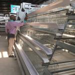 Hot Galvanized Automatic A-type H-type Poultry Cage For Bathroom In Laying Hens Farm for sale
