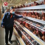 A Type Chicken Hot Galvanized Battery Cage System Silver Color for sale