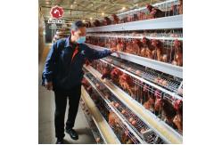 China A Shape Battery Chicken Cage With Full Automatic System Chicken Farm supplier