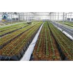 Hydroponic Plant Growth Planting Trough PP Roll Within 0.7mm Thickness