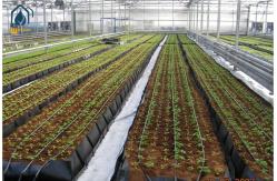 China Hydroponic Plant Growth Planting Trough PP Roll Within 0.7mm Thickness supplier