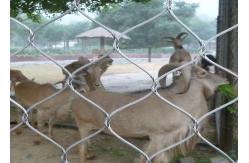 China Monkey tiger enclosure mesh zoo Animal enclosure mesh netting ferruled cable netting mesh supplier